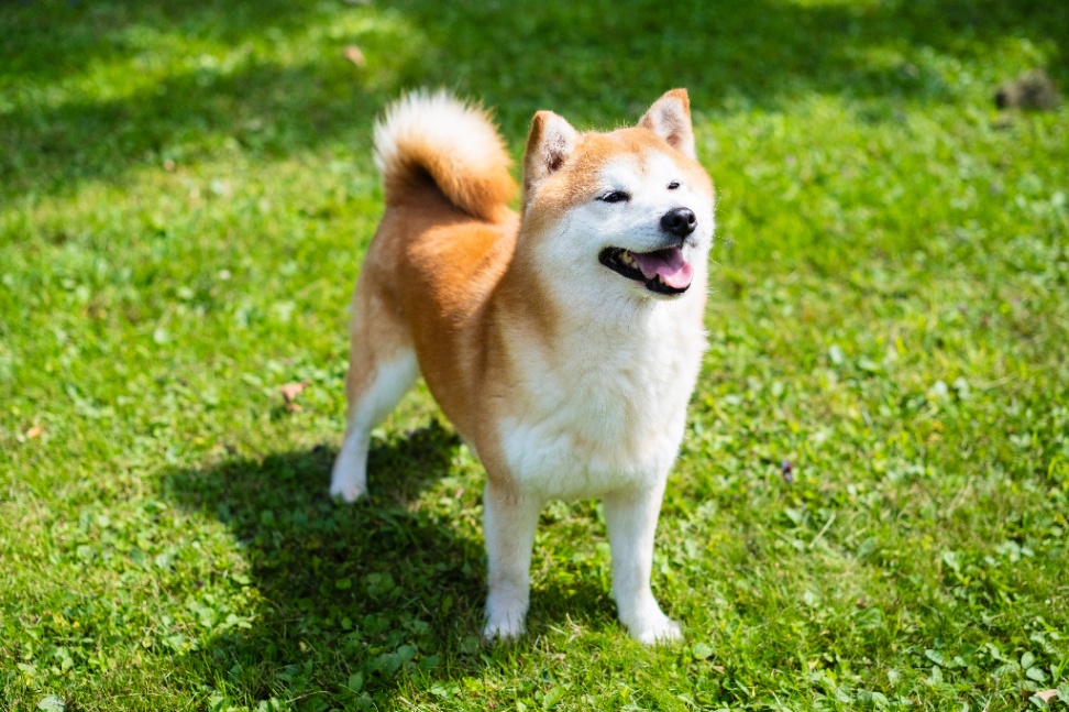 Kennel photo 5