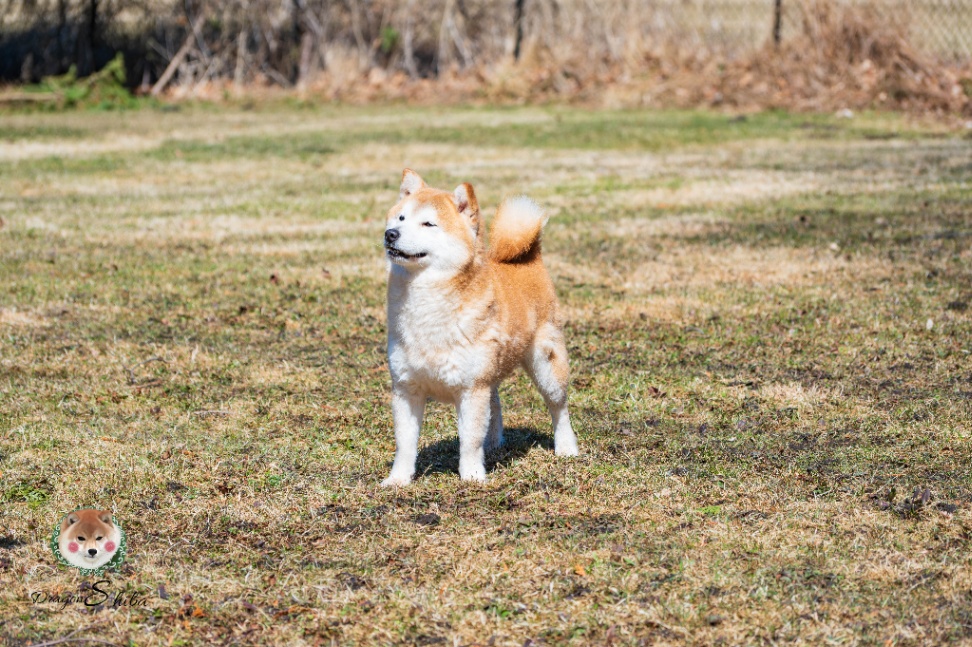 Kennel photo 3
